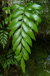 Asplenium lepidotum. Fertile pinnate lamina with serrate margin.
 Image: L.R. Perrie © Leon Perrie CC BY-NC 3.0 NZ